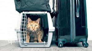 Kedi Taşımacılığında Nelere Dikkat Edilmeli?