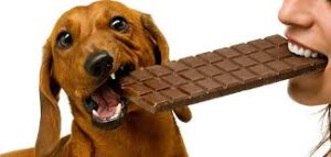 Köpekler Çikolata Yer mi?