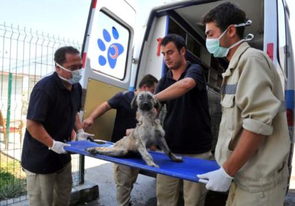 Pet Taksi Hizmetlerinde Firmalar Hangi Konulara Dikkat Etmeli?