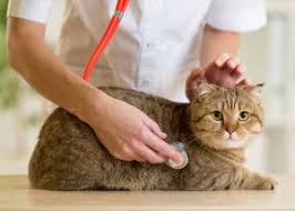 Tıpkı insanlarda olduğu gibi kedilerde de görülen bazı deri hastalıkları vardır. Özellikle günümüzde deri hastalığı en çok karşılaşılan hastalıklardan bir tanesidir. Kedi sahiplerinin veterinerleri sık ziyaret etmeleri sebeplerinin başında cilt hastalıkları gelir. Özellikle vücutlarındaki belirli bir bölgeyi sürekli olarak kaşımaları sonucunda ve derilerini ısırmaları deri hastalıkları habercisi olur. Kedi sahipleri kedilerde görülen deri hastalıkları konusunda neler olduğunu çok iyi bilmeli ve bunlarla nasıl mücadele edecekleri konusunda bilgi sahibi olmalıdır. Deri hastalığı çok basit bir hastalık değildir. Çok dikkat edilmesi gereken ve dikkat edilmediği takdirde farklı olumsuzlukların yaşanabileceği bir rahatsızlıktır. Kedilerin hayatının tehlikeye girmesi ile bile sonuçlanabilir. Kedilerde Görülen Deri Hastalıkları Nelerdir ve Nasıl Anlaşılır? Minik patili dostlarınız da herhangi bir şekilde deri ve cilt hastalığı olup olmadığını anlamak döküntülerden ve kaşınmadan başlamak suretiyle farklı şekilde anlaşılabilir. Özellikle bazı yiyeceklerden sonra alerjik reaksiyon oluşması ile birlikte kedilerde kaşıntı olmaya başlayabilir. Böyle bir durumda hemen veteriner ile temasa geçip diyete başlanması ve en az altı hafta boyunca kaşıntılar bitene kadar bu durumun takip edilmesi gerekir. Şayet deri altında kese benzeri basit baloncuklar ya da yumrular ile karşılaşırsınız buda riskli bir durum olarak değerlendirebilir. Derinin tırmalamasıyla veya ısırılması nedeniyle apse meydana gelmiş ise bu da ciddi bir cilt sorunu dur. Derinin altında ya da kulak kısımlarında herhangi bir kan birikimi var ise buda hematom olarak adlandırılır. Köpeklerde daha fazla olmak kaydıyla dönem dönem kedilerde görülen tüy kayıpları da ciddi bir kedilerde görülen deri hastalıkları olduğuna dair bir haberci olabilir. Genlerden dolayı kedinin anne ya da babasının da böyle bir alerjik durum söz konusu ise doğan kedilerde de deri hastalıklarının olması mümkündür. Deri hastalıklarının kedilerde farklı rahatsızlıklara yol açtığı bilinir. Bunlar nezle, astım, egzama gibi durumlardır. Kedilerde Görülen Deri Hastalıkları Nasıl Tedavi Edilir? Kediniz de herhangi bir deri hastalığı olduğu konusunda endişeleriniz varsa derhal bir veteriner hekime götürmeniz gereklidir. Yapılacak olan tedavi de öncelikle pire tedavisi aşaması ile başlanılır. Şayet kedilerde görülen deri hastalıkları kapsamında pire sokmasına karşı bir hassasiyet var ise bu nedenden dolayı kaşıntı olabilir ve bu bir deri hastalığı lezyonla sebebiyet verebilir. Şayet böyle bir durum var ise derhal ilaçlı bir tedavi yöntemine başlanır. Yapılan bu tedavi sonucunda hala deri hastalığı ile ilgili çözüme ulaşılamadı ise bu sefer dışlama diyeti diye gibi bir yönteme başvurulur. Bu gıda alerjilerini yok etmekte kullanılan etkili bir yöntemdir. Yaklaşık altı ile sekiz hafta arasında tedavi sürer ve bu zaman içerisinde kedideki hastalığı oluşturan alerjik belirtiler kaybolur. Kaybolmadığı takdirde reçeteye tabi bir ilaç ile bu hastalığın önüne geçilmeye çalışılır.