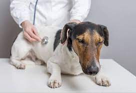 Köpeklerde Canine Distemper Hastalığı