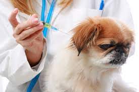 Köpeklerde Parainfluenza Hastalığı