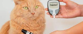 Kedi Diyabeti Nasıl Anlaşılır?