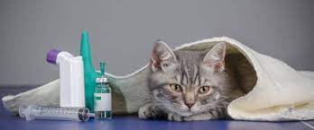 Yavru Kedilerde Sık Görülen Hastalıklar