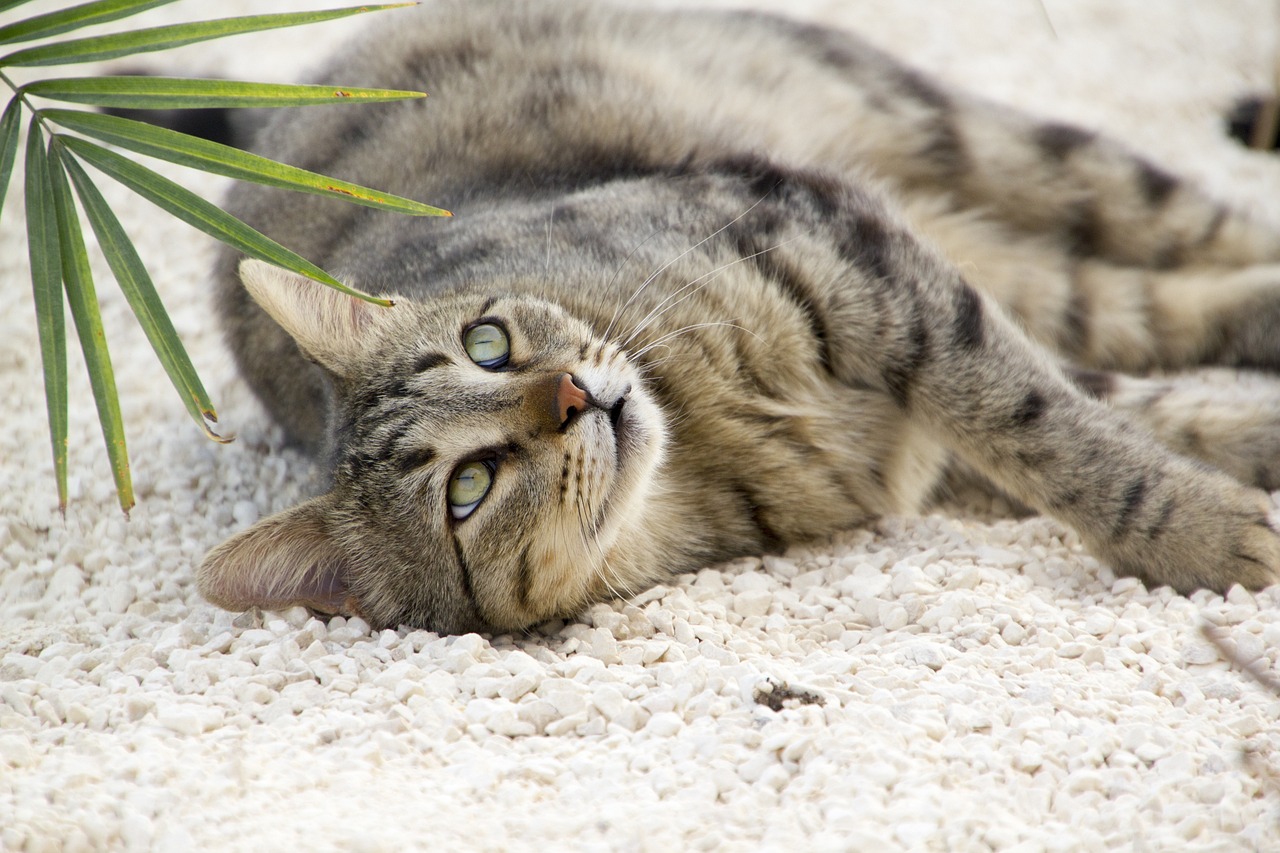 kedilerde en sık rastlanan parazit hastalıkları