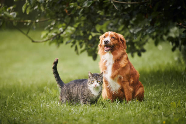 Pet Nakli  Nedir?