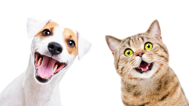 Pet taksilerde bakıcılar nasıl olmalı?