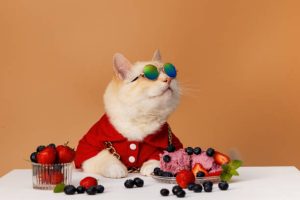 Kedi Bakımı Sağlıklı ve Mutlu Bir Kedi İçin İpuçları