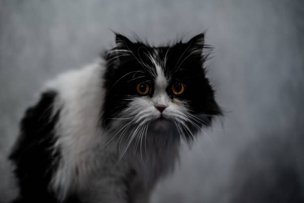 Evcil Dost Taşımacılığında Devrim Pet Taksi Hizmetleri