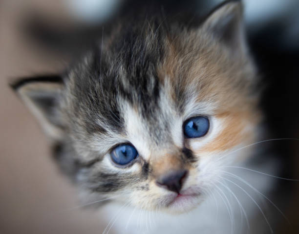Pet taksi: evcil dostlarınızı taşımada en iyi çözüm
