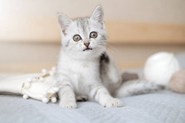 Pet Taksi Evcil dost Sahipleri için Yeni Bir Seyahat Standardı