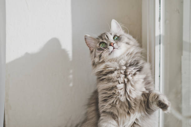 Pet Taksi Kullanımının En Önemli Faydaları