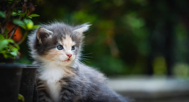 Pet taksi nedir ve neden ihtiyaç duyulur?