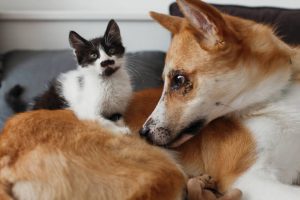 Evcil dostlarınızı taşırken konforu unutmayın: pet taksi çözümü
