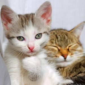 pet taksi ile yolda bile mutlu: evcil dostlarınızı güvenle taşımanın yolu;