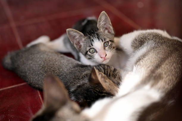 Pet taksi ile evcil hayvanınızı en hızlı ve güvenli şekilde taşıyın