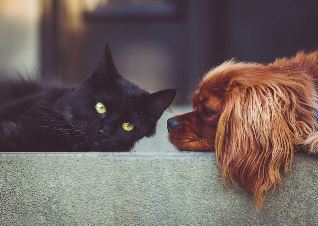 Pet taksi ile yolda bile mutlu: evcil dostlarımızı güvenle taşımanın yolu