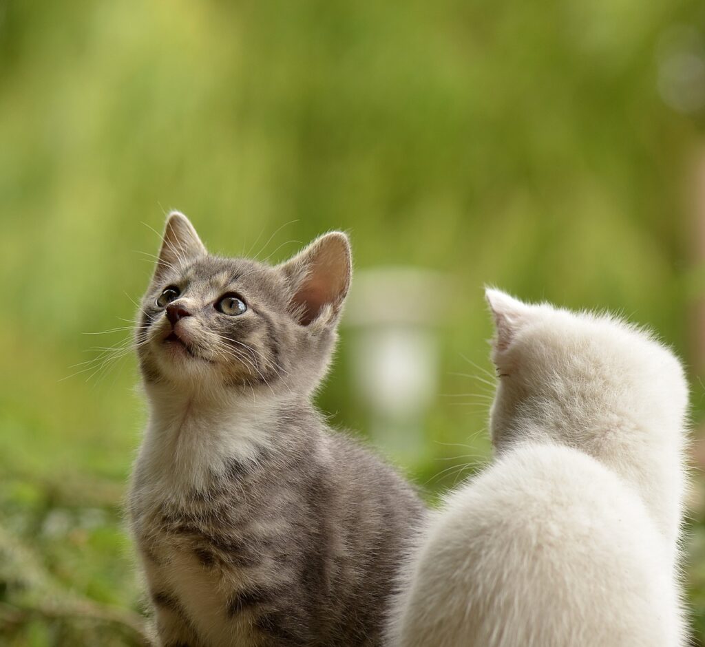 Pet taksi hizmeti ile taşıma sırasında dikkat edilmesi gerekenler